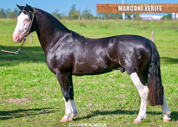 MARCONI XERIFE