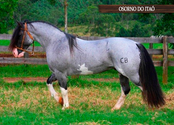 OSORNO DO ITAÓ