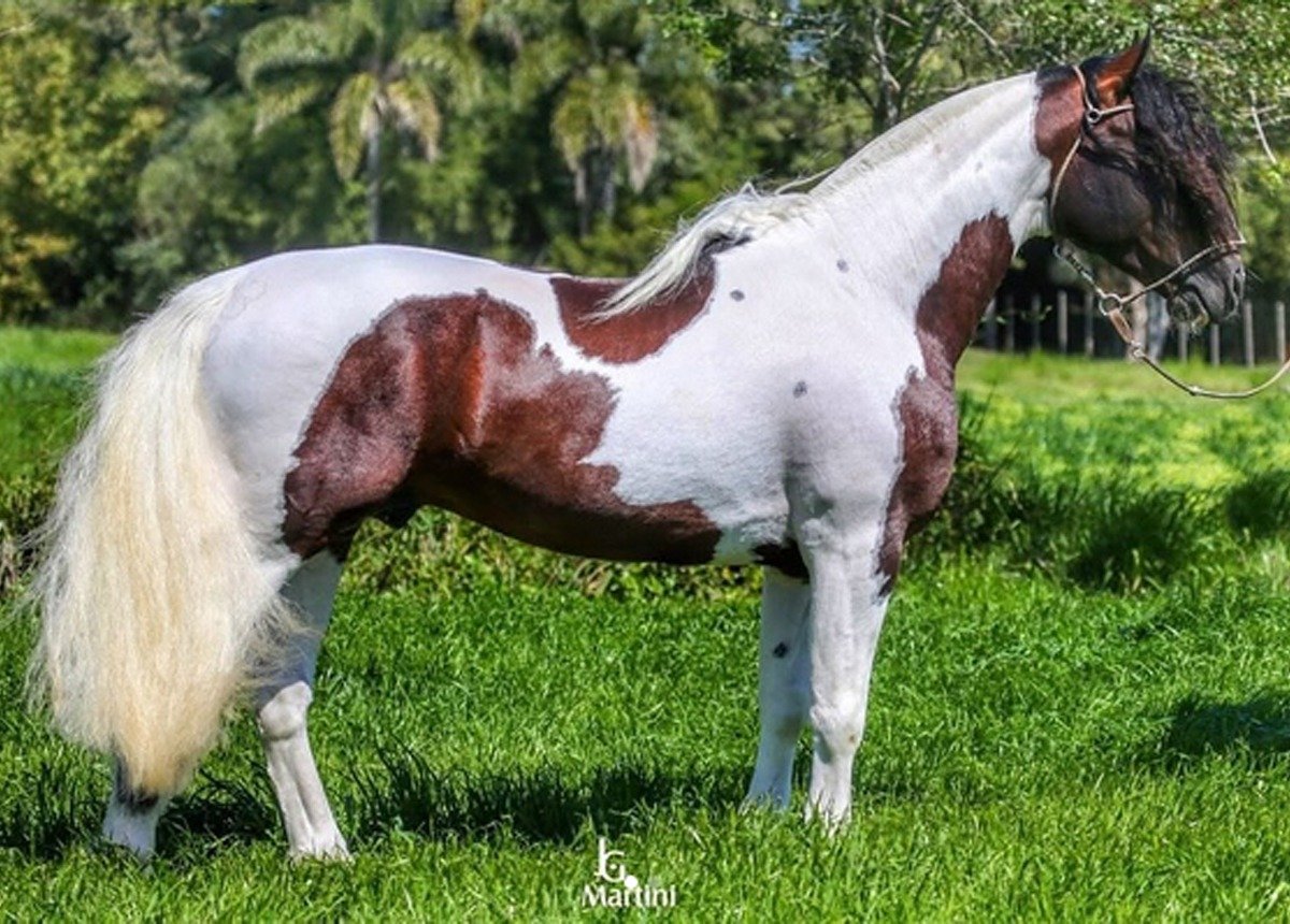 BT EL GUAPO