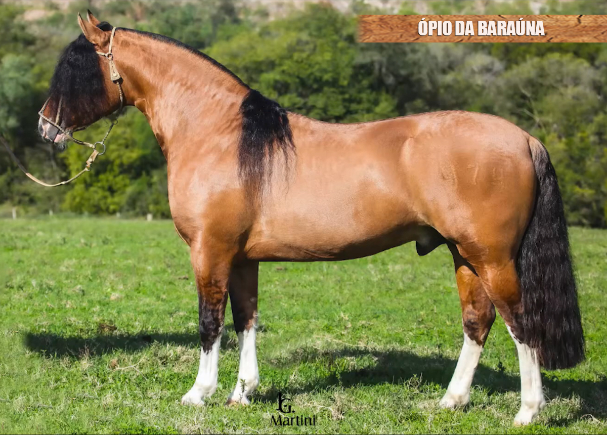 ÓPIO DA BARAÚNA