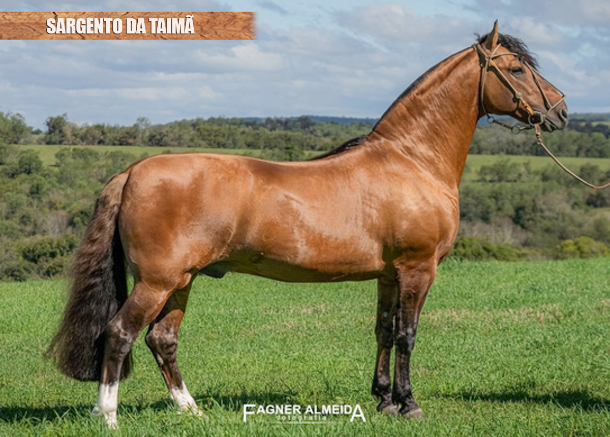 SARGENTO DA TAIMÃ