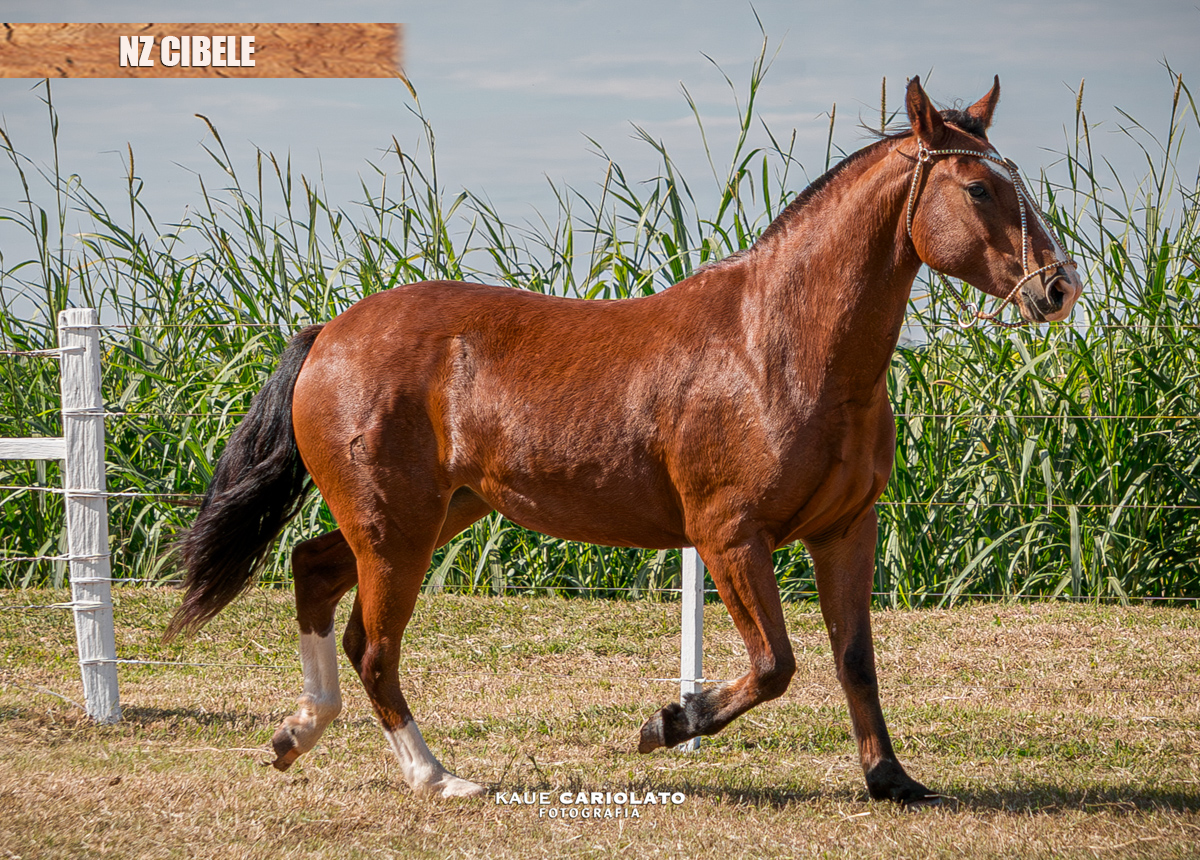 NZ CIBELE