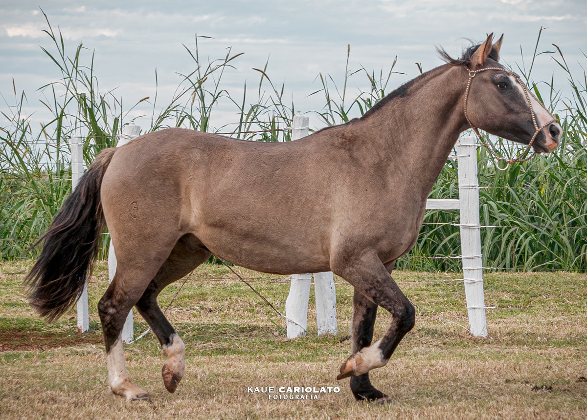 NZ CIGANO