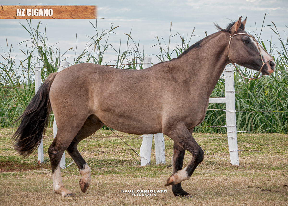 NZ CIGANO