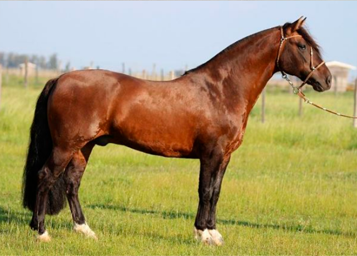 GOLILLA PATRON