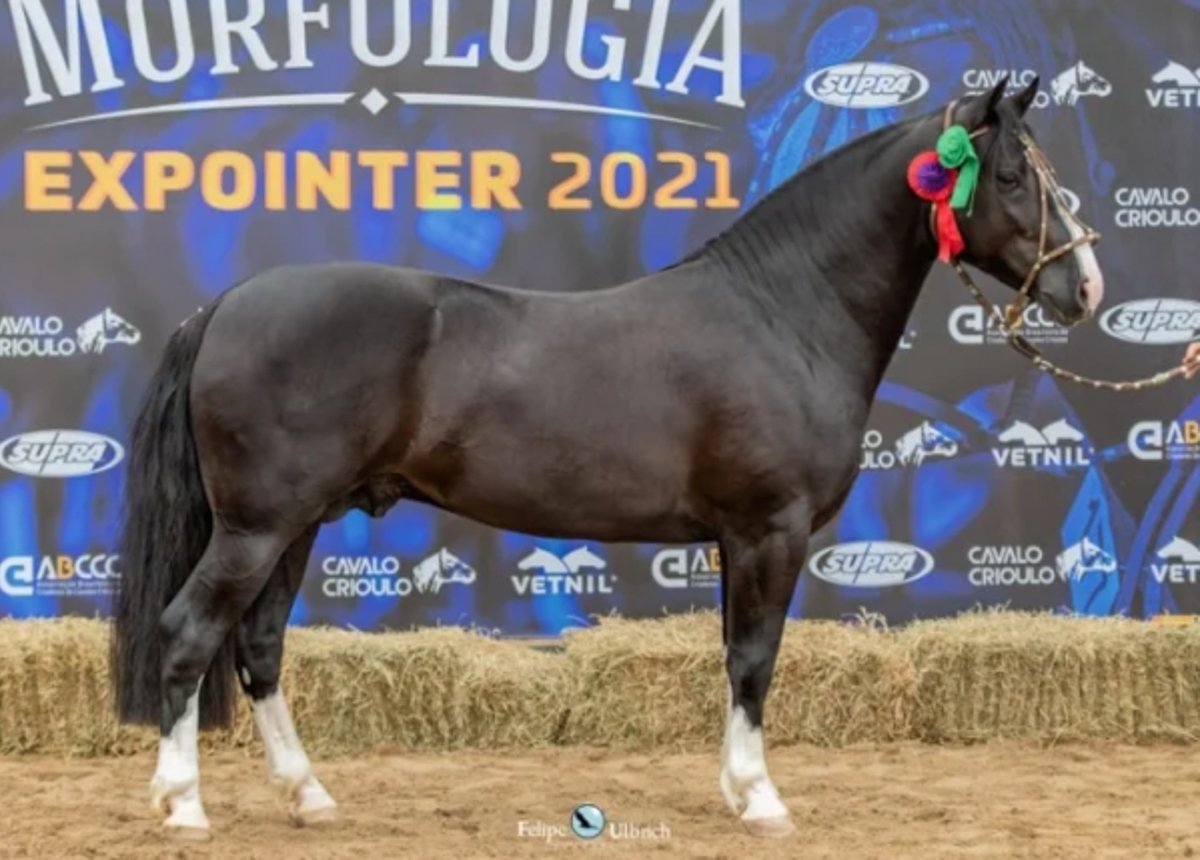 QUEBRACHO NEGRO DO MORRO CHATO