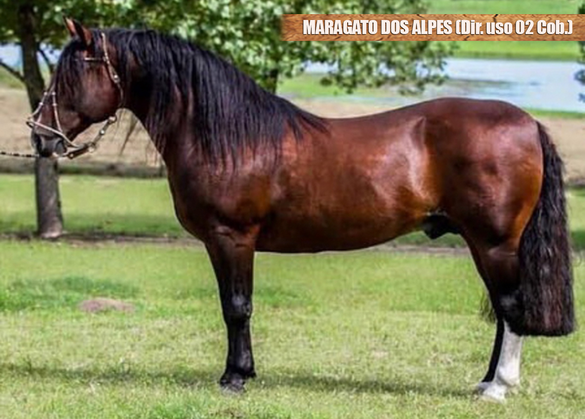 MARAGATO DOS ALPES