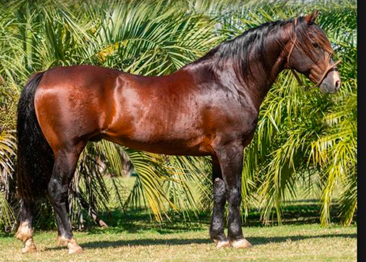 ORDEIRO DE SANTA THEREZA