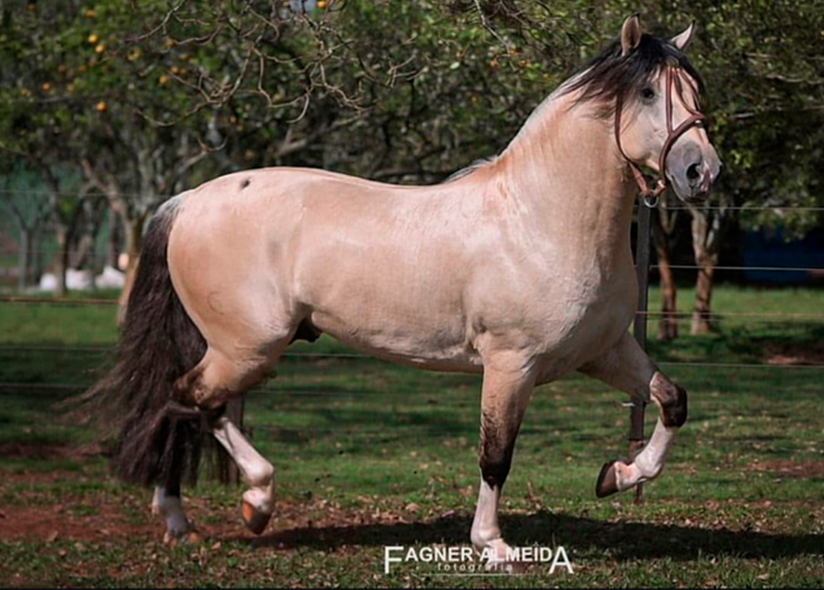 BASCO FEITICEIRO-TE