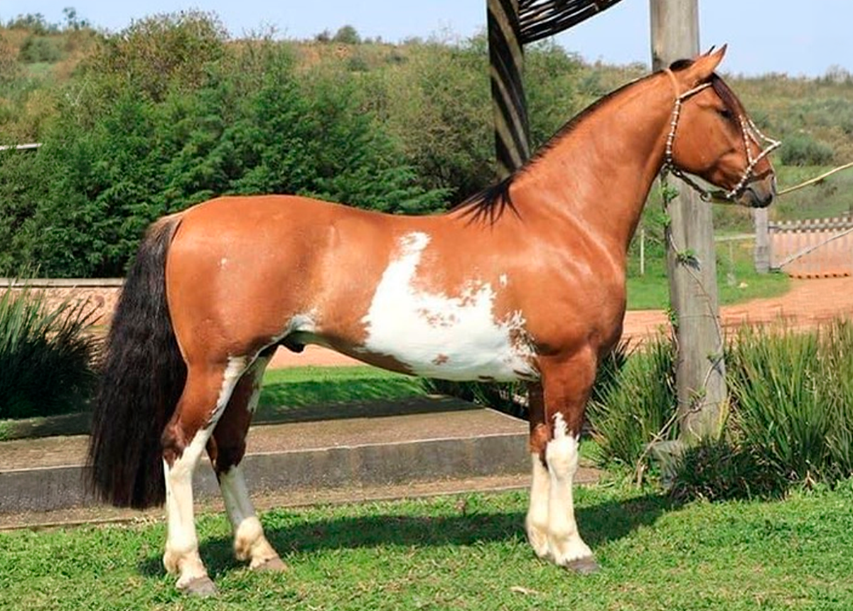 LAMPIÃO DO MACANUDO