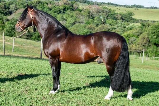 QT CHICÃO