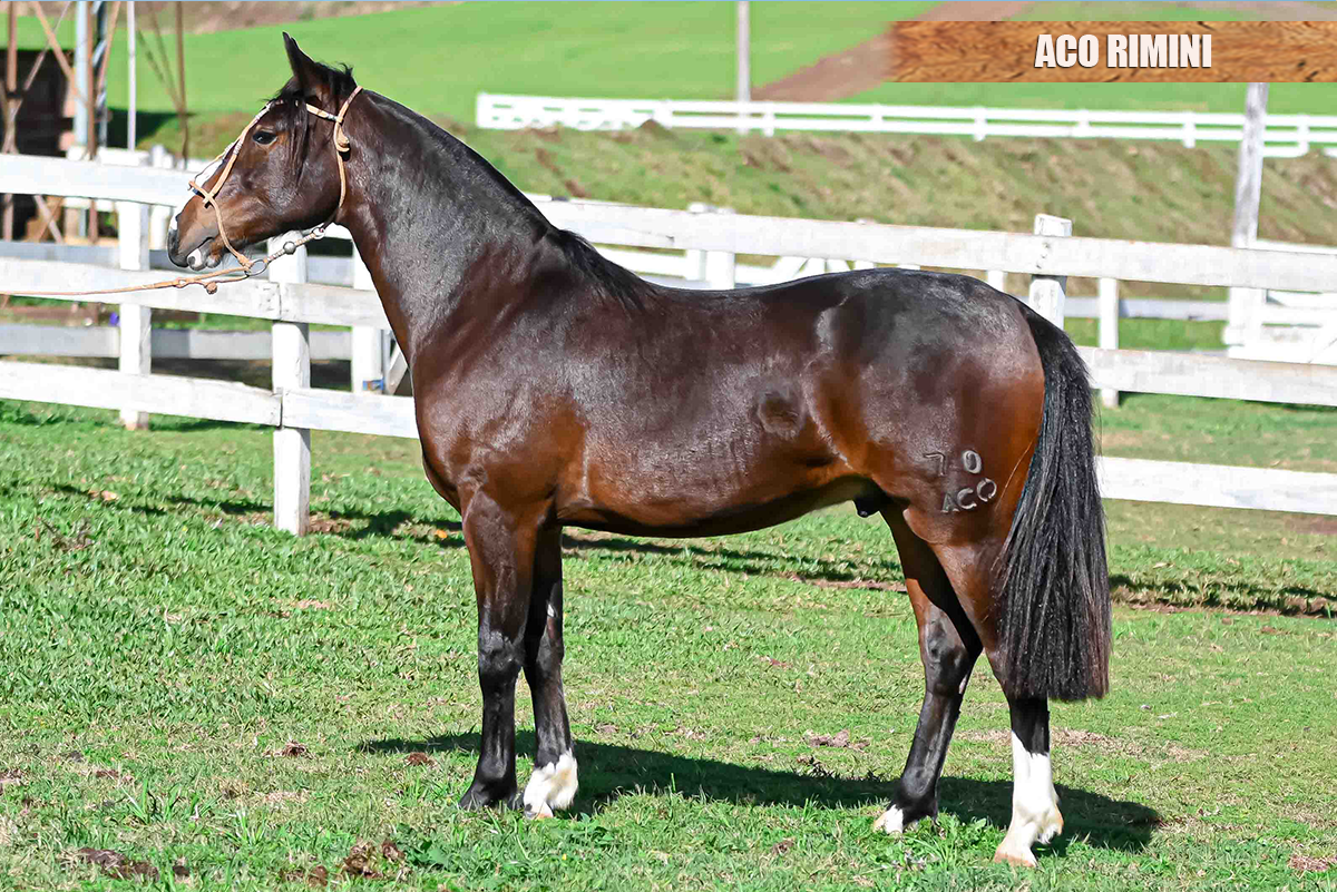 ACO RIMINI