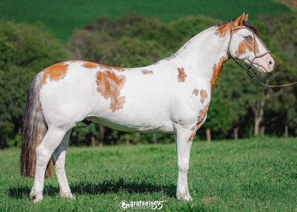 SEDUTOR DA BOA VISTA