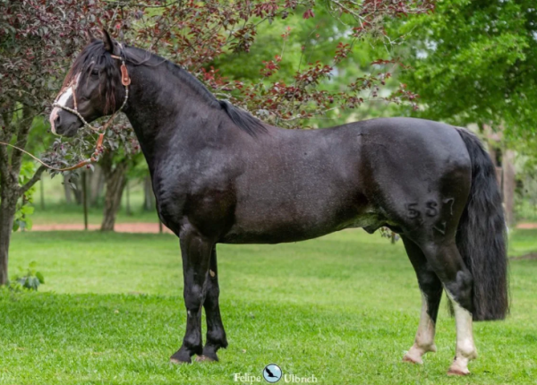 BARÃO DO ITAPORORÓ