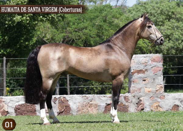 HUMAITA DE SANTA VIRGEM 