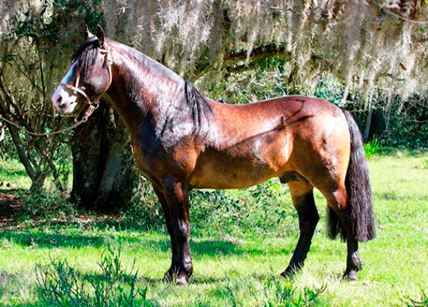 RZ REVUELTO CRISTAL DA CARAPUÇA