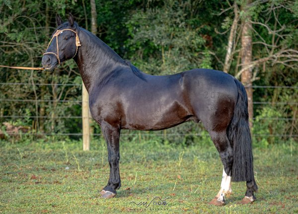 QUEBRACHO DA OIGATCHÊ