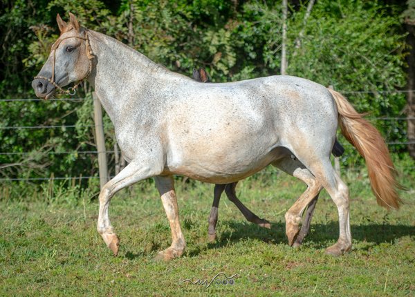 PONTIERA DA LPW