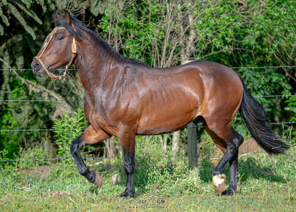 RAÇADOR DA OIGATCHÊ