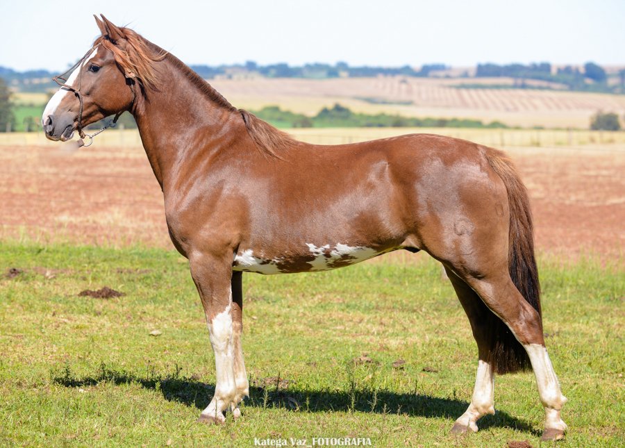 QUEBRA COSTELA DA MARCA CASCO