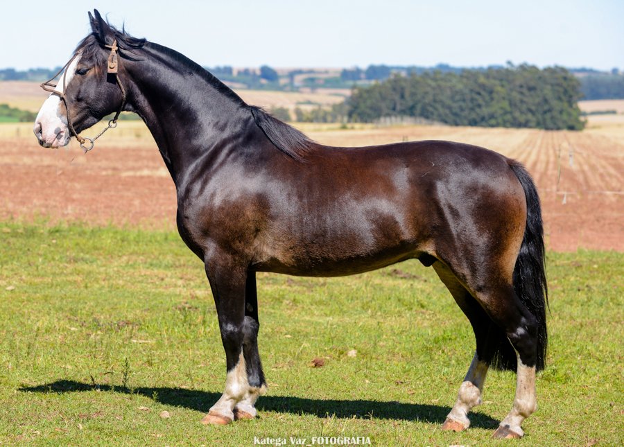 PEALO DA MARCA CASCO