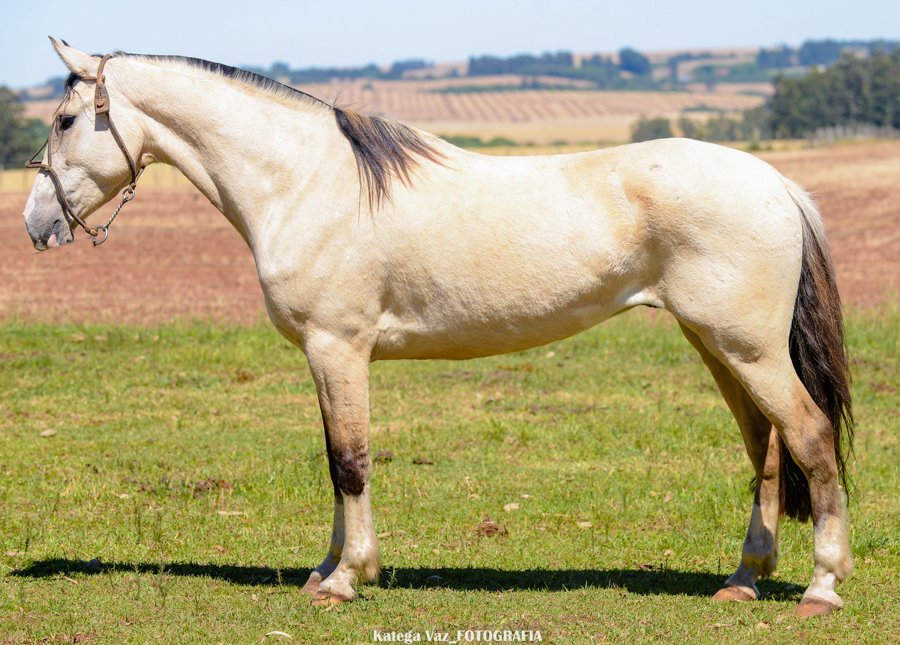 QUILATE DA MARCA CASCO