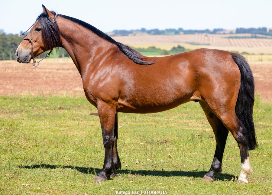 PEREGRINO DA MARCA CASCO