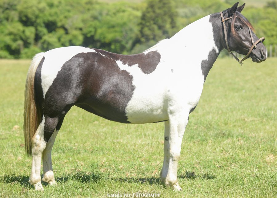 EL ENTREVERO 687 ENTONADA