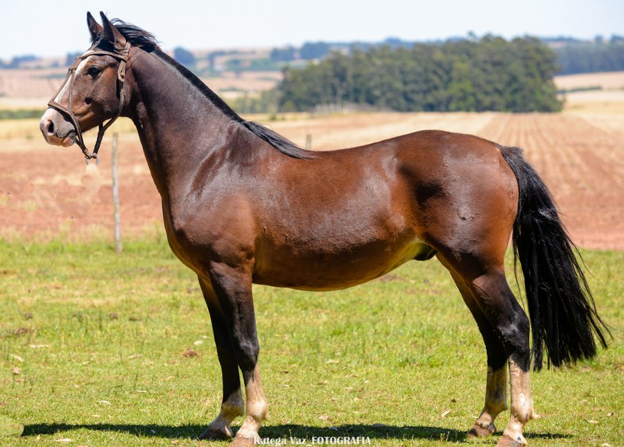 RETRUCO DA MARCA CASCO