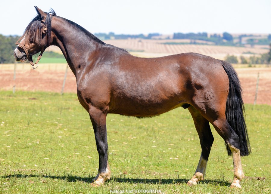 RODEIO DA MARCA CASCO