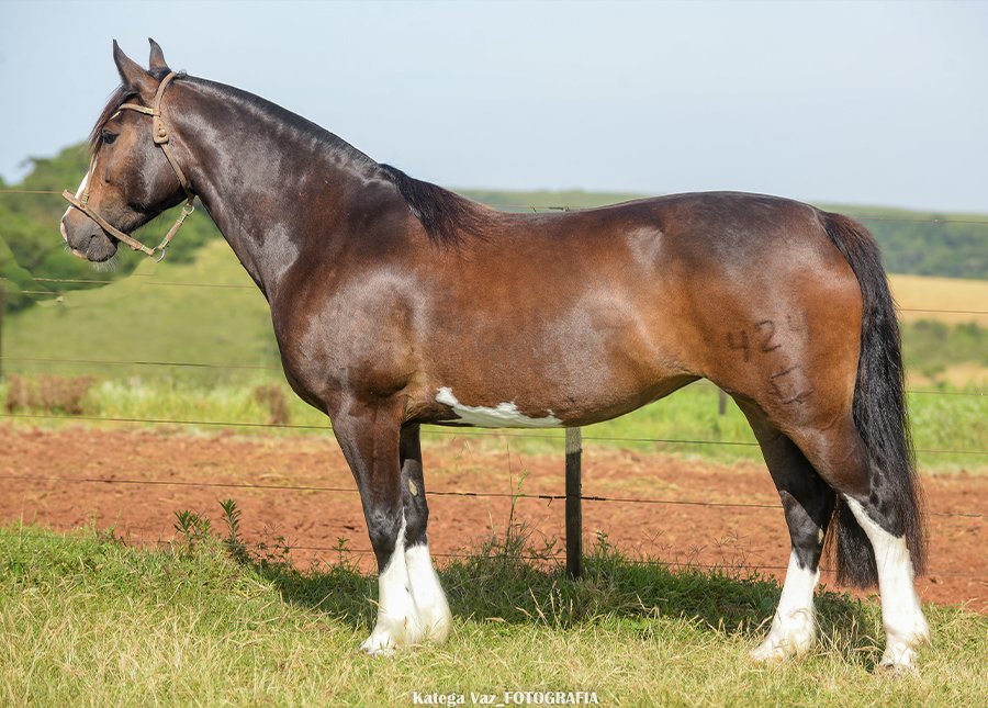 AÇUCENA DO GUASSUPI