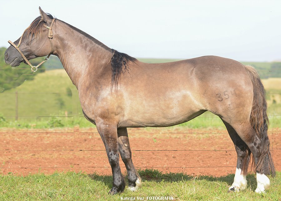 XARAXAXA DO GUASSUPI