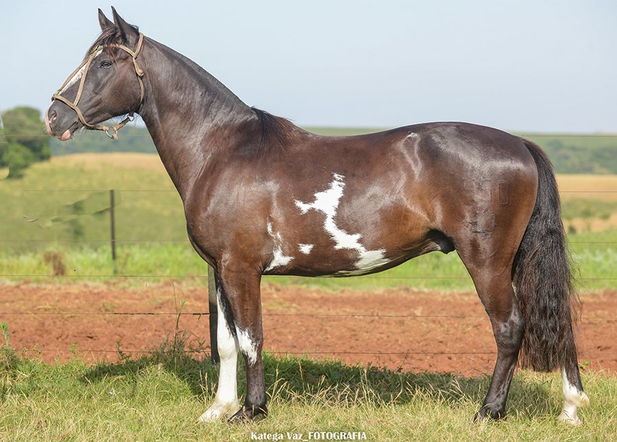 CAMALEÃO DO GUASSUPI