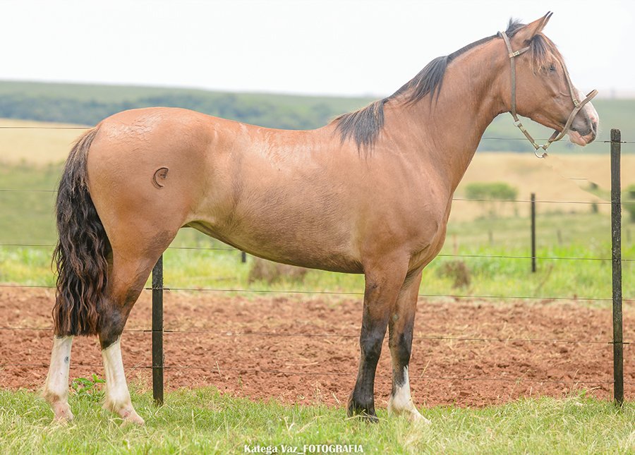 DIVINDADE DO GUASSUPI