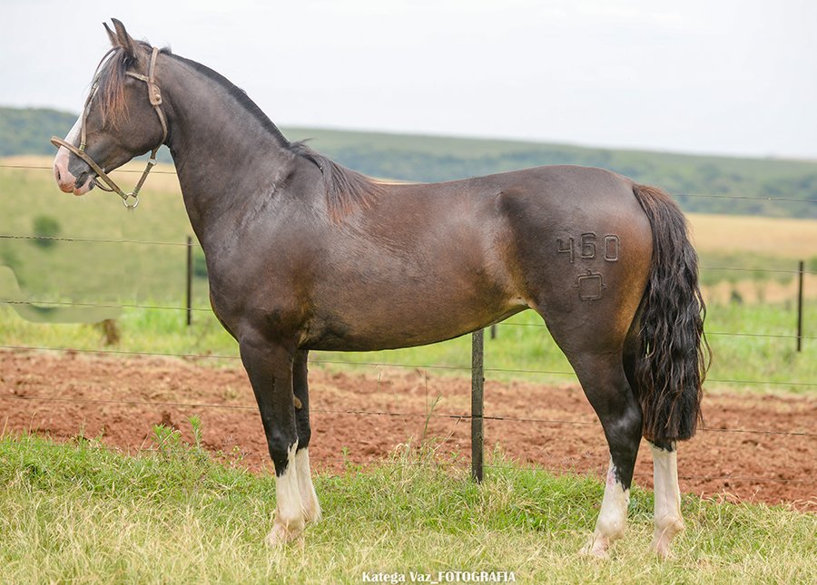 DIVISA II DO GUASSUPI