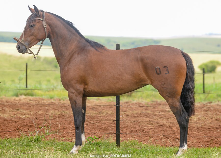 GUASSUPIANA DOS PATTA