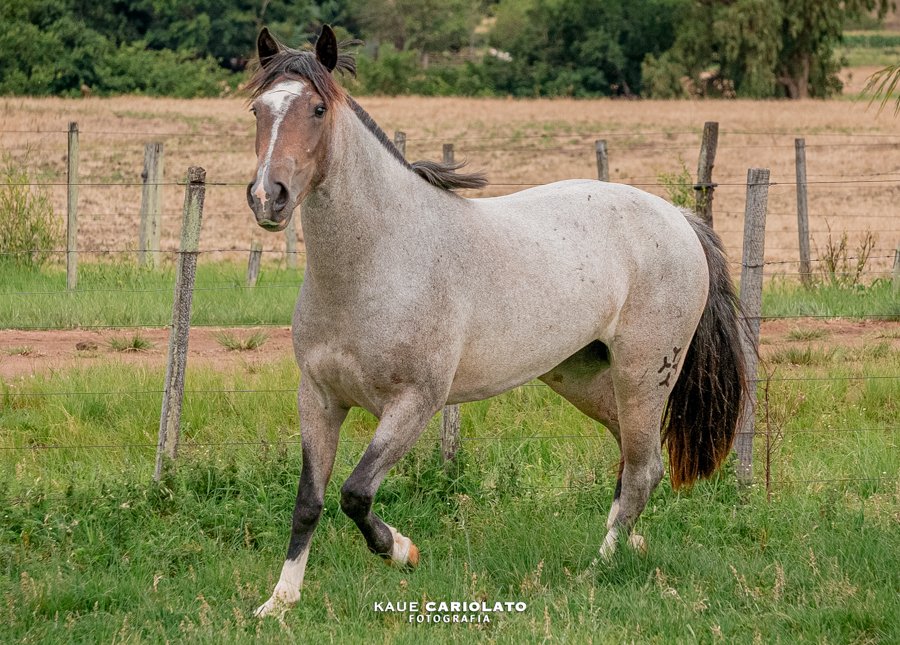 DON TEJU MISSIONEIRA