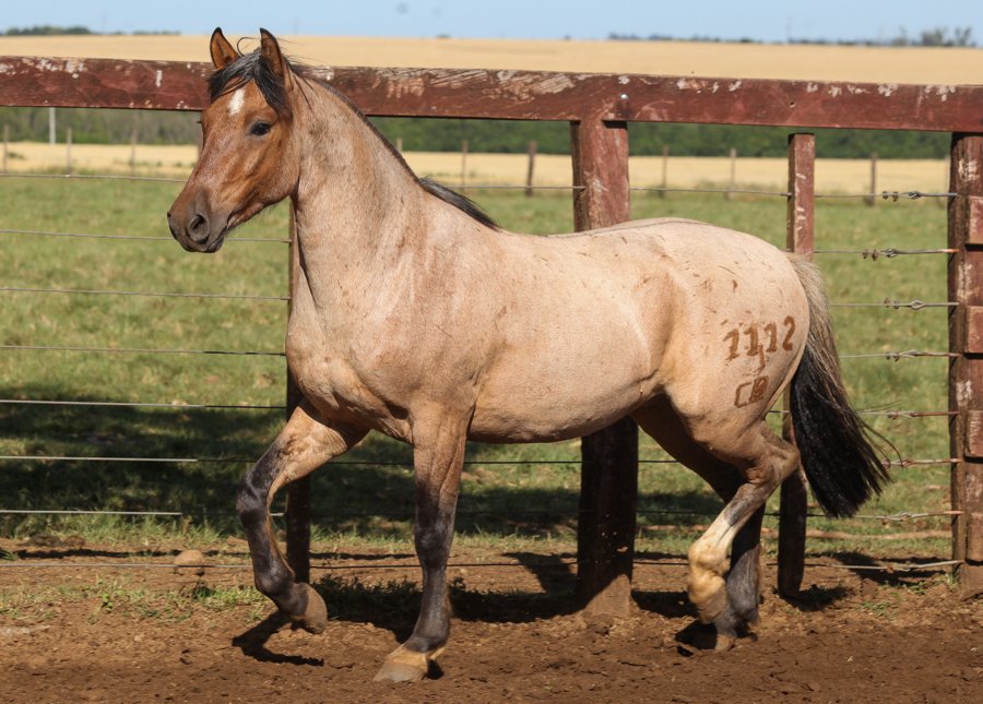 MAESTRO III DO ITAÓ