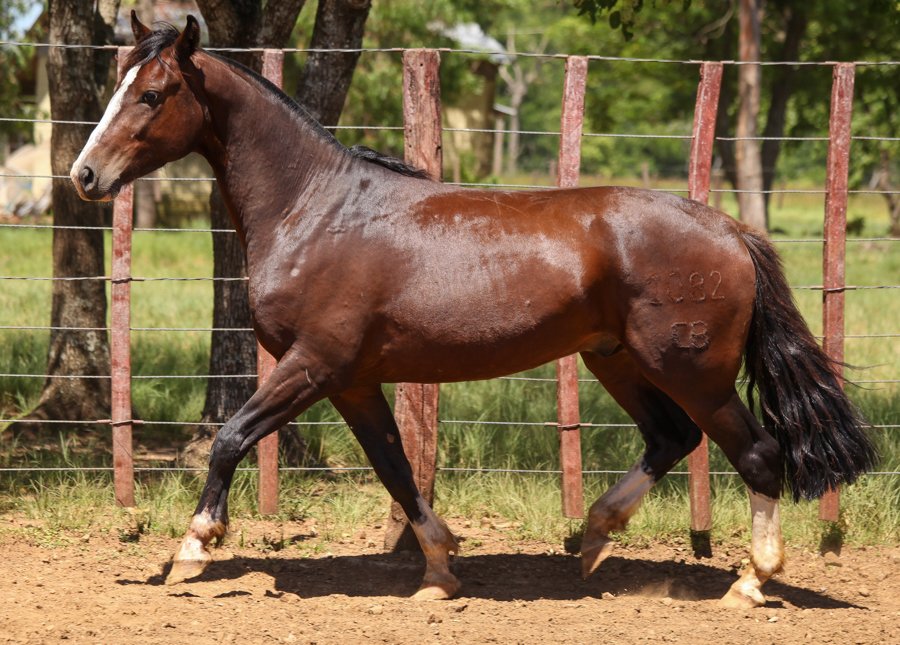 LAÇADOR II DO ITAÓ