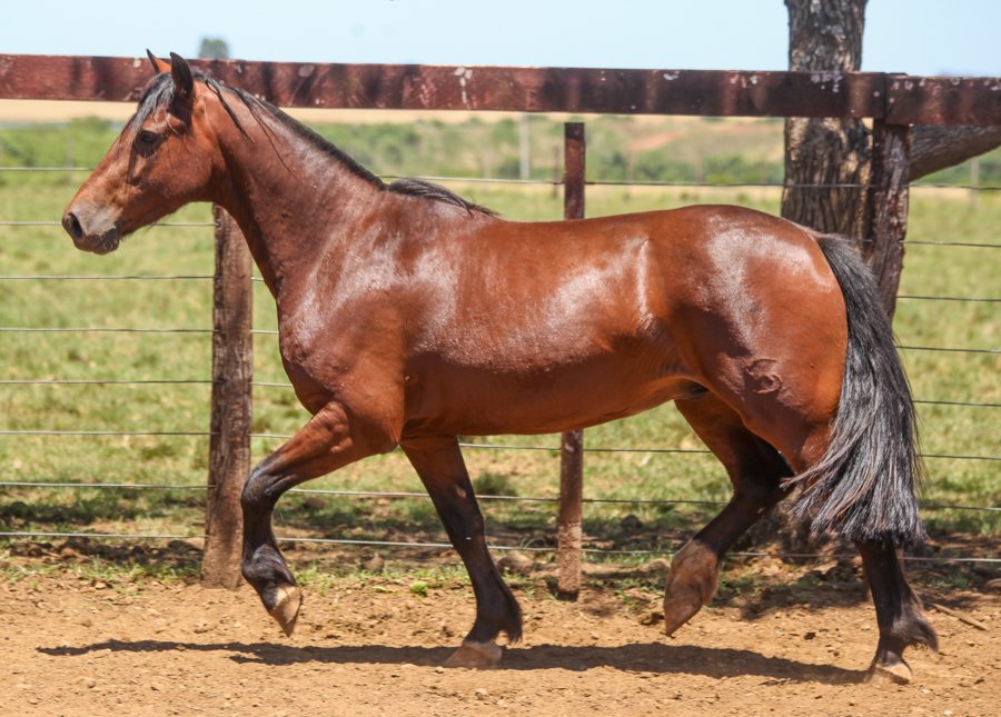 AS MALKE JOÃO DE BARRO II