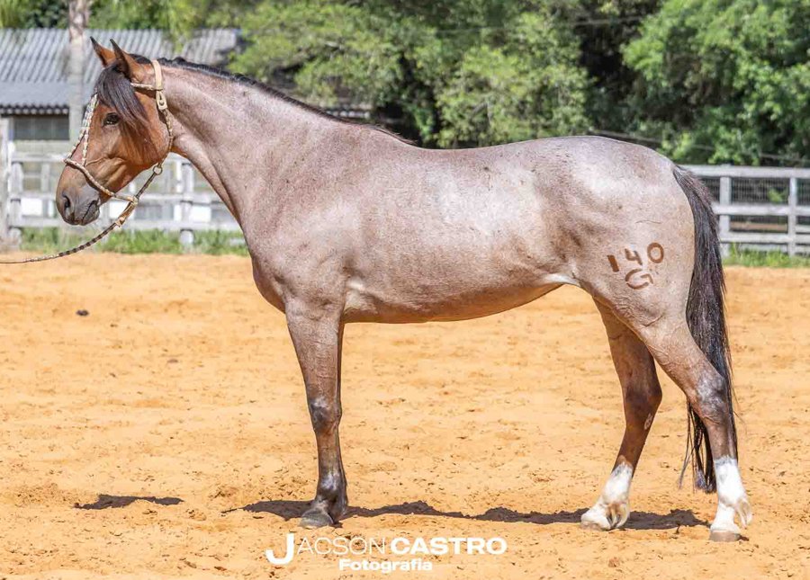 KAMBRAIA MARCA DOS SANTOS