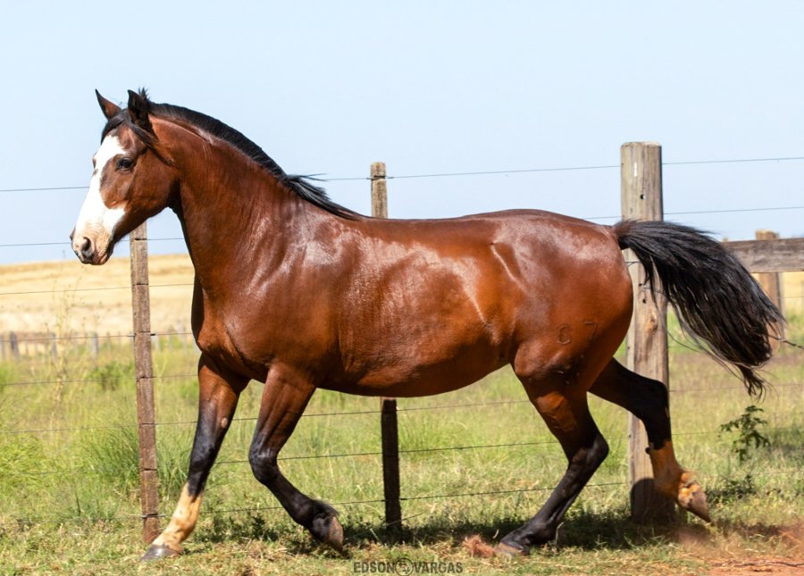 LUA CLARA DA SOL DE OURO 