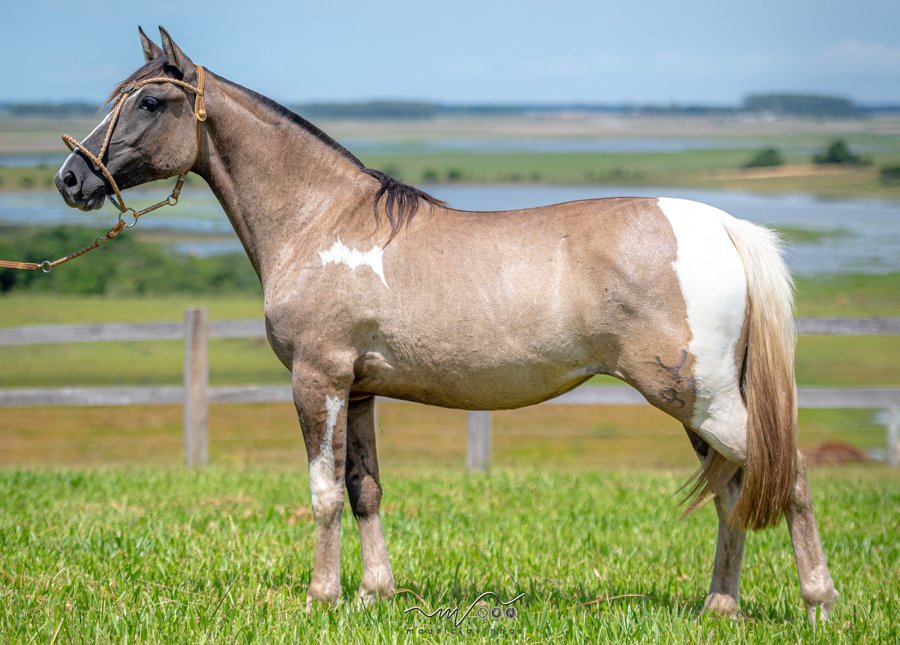 BALA NA AGULHA VITÓRIA