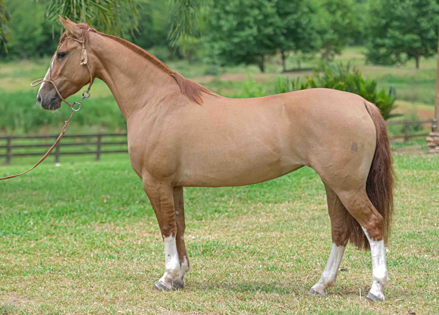 NATACHA 163 DA SORSUL