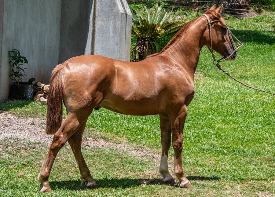 PAGANI DA ELITE CRIOULA