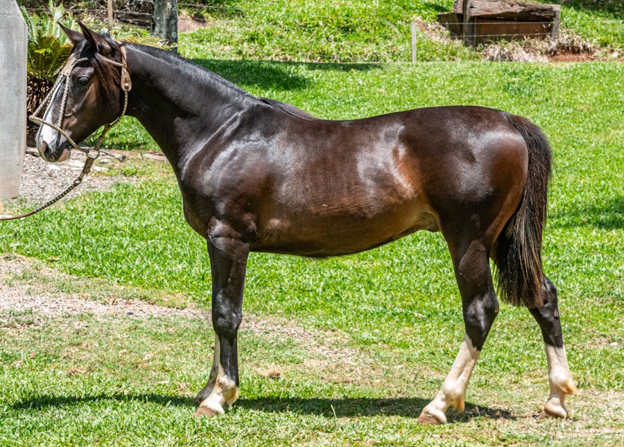 GLADIADOR DA ELITE CRIOULA