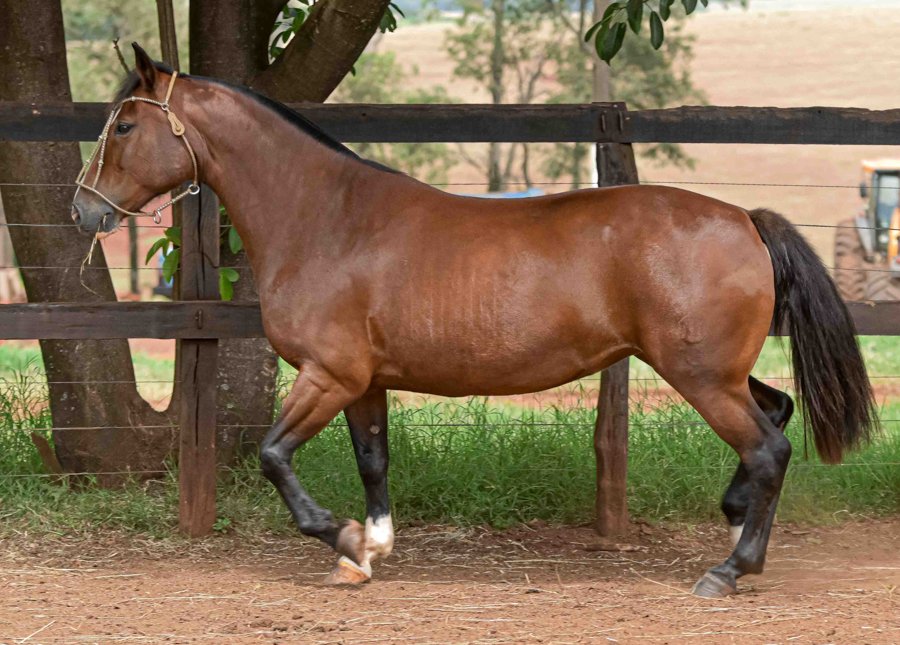 ESTÂNCIA 38 DA SORSUL