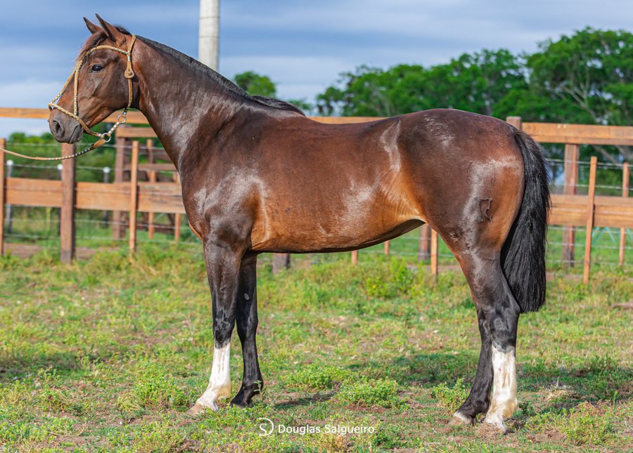 OBJETIVA DO CASCO PRETO