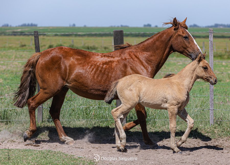 AQUARELA DE PAI PASSO