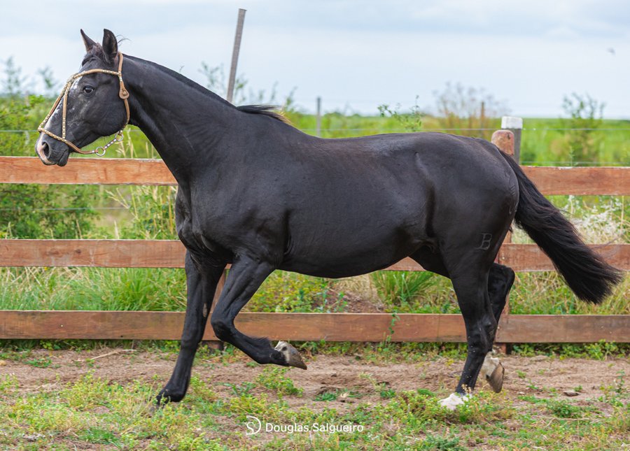 SECRETÁRIA 2132 DE SANTO ANGELO